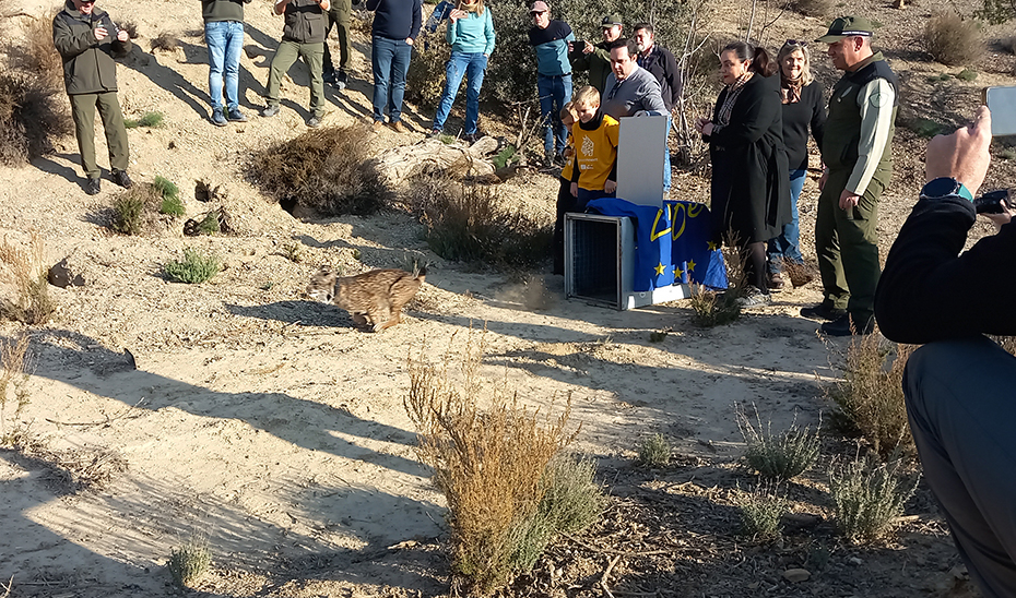 Andalucía y la Región de Murcia promueven una nueva área de presencia para el lince ibérico en Sierra María, Almería