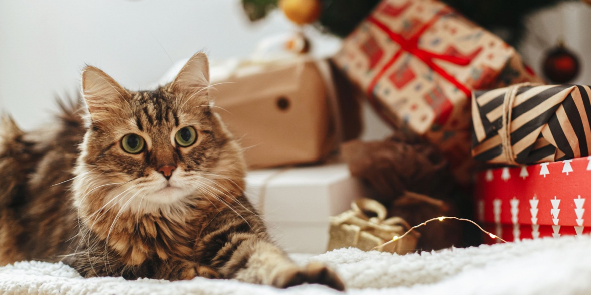 18 ideas de regalos de última hora para gatos y amantes de los gatos