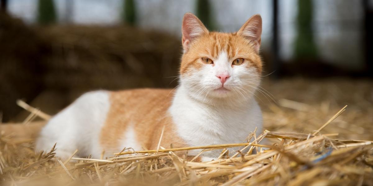 Virus de la gripe aviar en gatos: lo que necesita saber