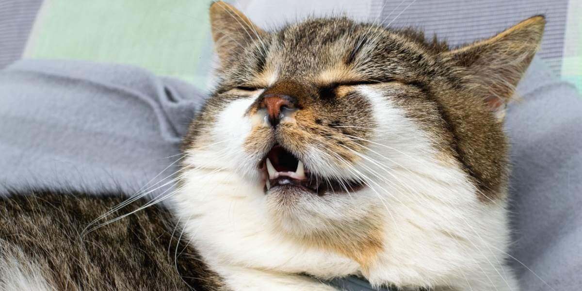 6 antihistamínicos para gatos: indicaciones de uso, posología y efectos secundarios