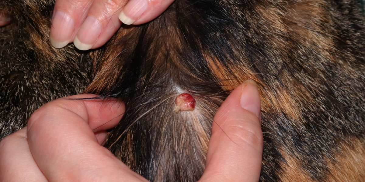 Hemangiosarcoma en gatos: causas, síntomas y tratamiento.