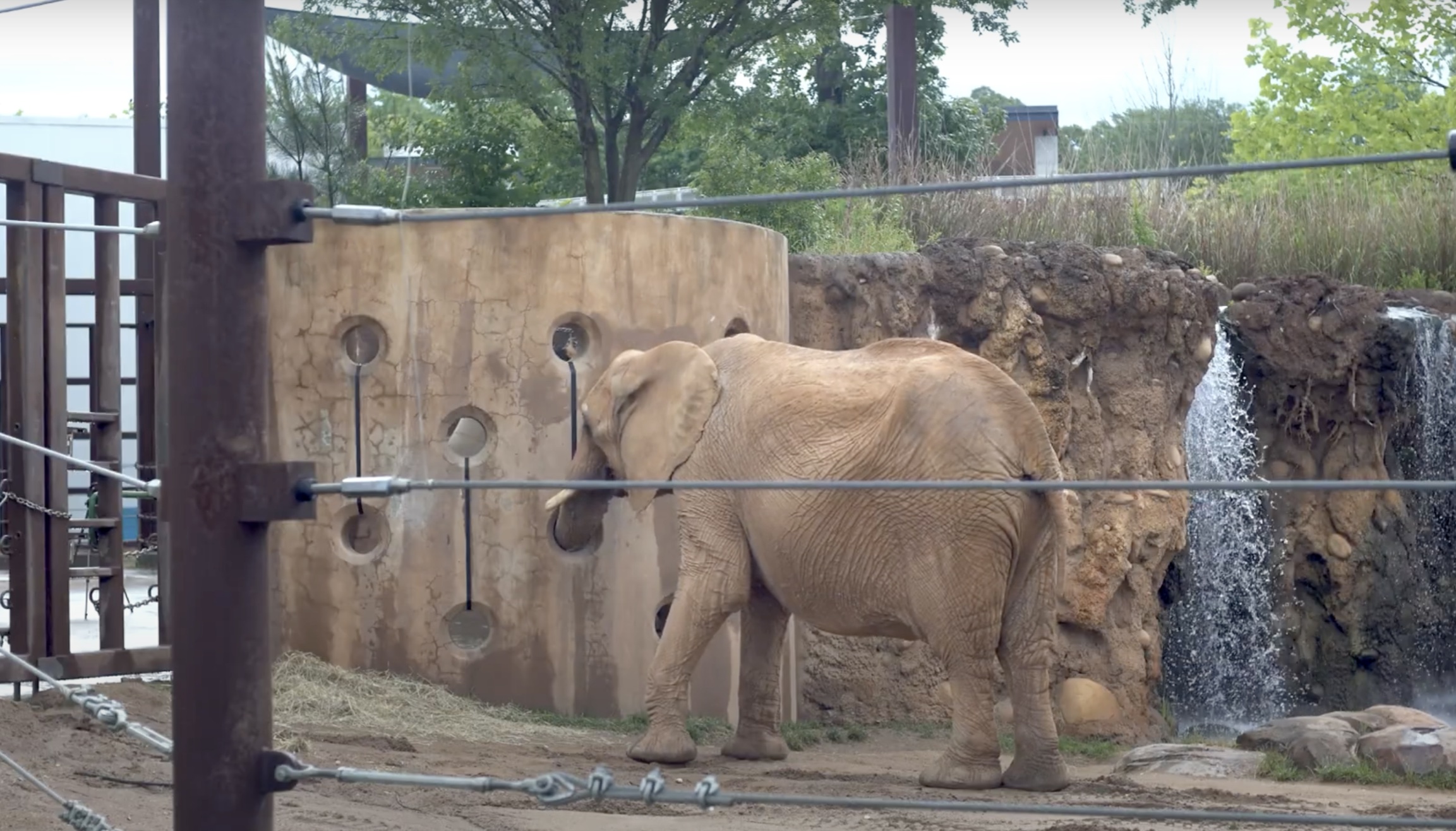Elefantes del zoológico reciben juguete musical para enriquecer sus vidas
