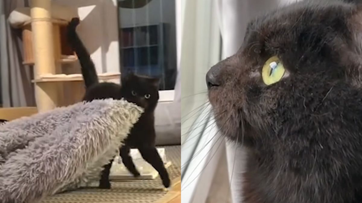 Un gato curioso mueve su cama cada mañana. Puede haber una razón médica para esto.