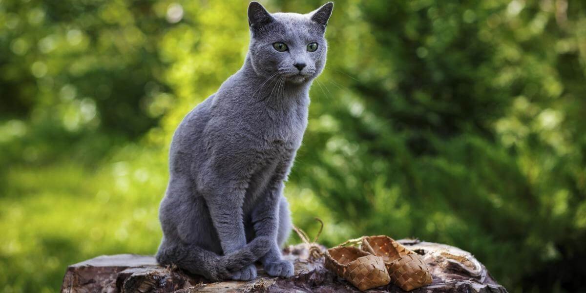 6 razas de gatos rusos radiantes que son excelentes mascotas