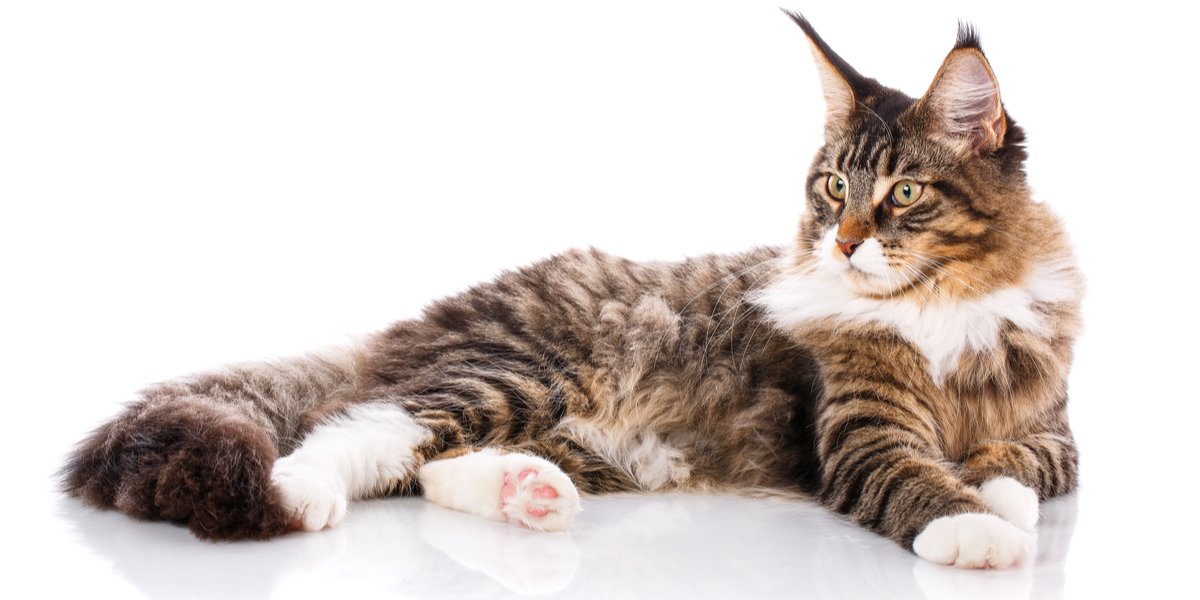 Las 10 razas de gatos domésticos más grandes