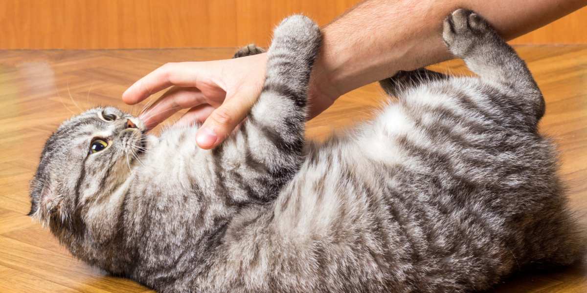 ¿Por qué los gatos patean?
