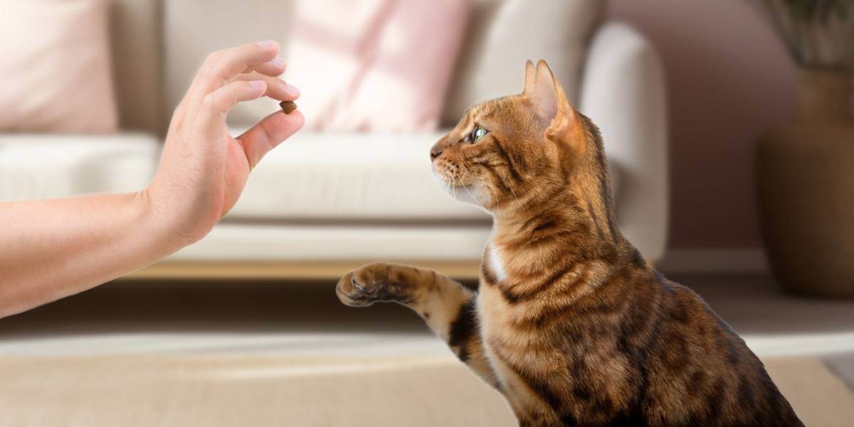 Las 8 razas de gatos más fáciles de entrenar