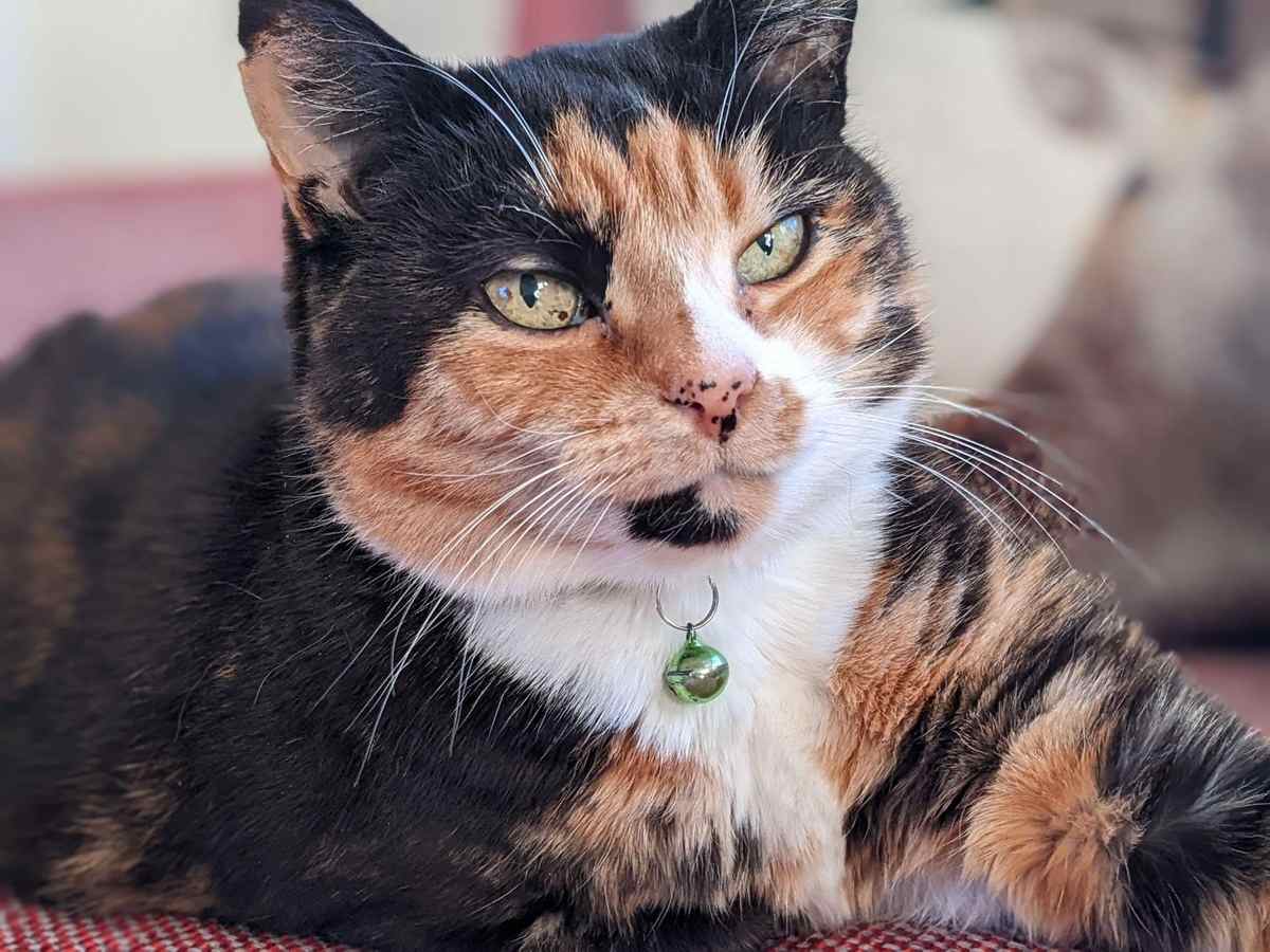10 consejos esenciales para cuidar a un gato mayor diabético en casa