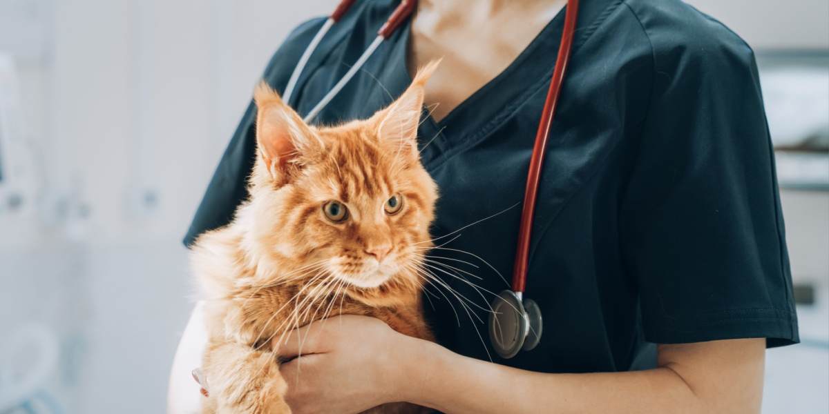 Miocardiopatía hipertrófica en gatos: causas, síntomas y tratamiento