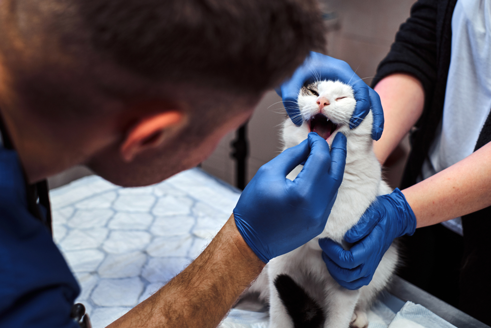 Mandíbulas rotas en gatos: diagnóstico, tratamiento y prevención