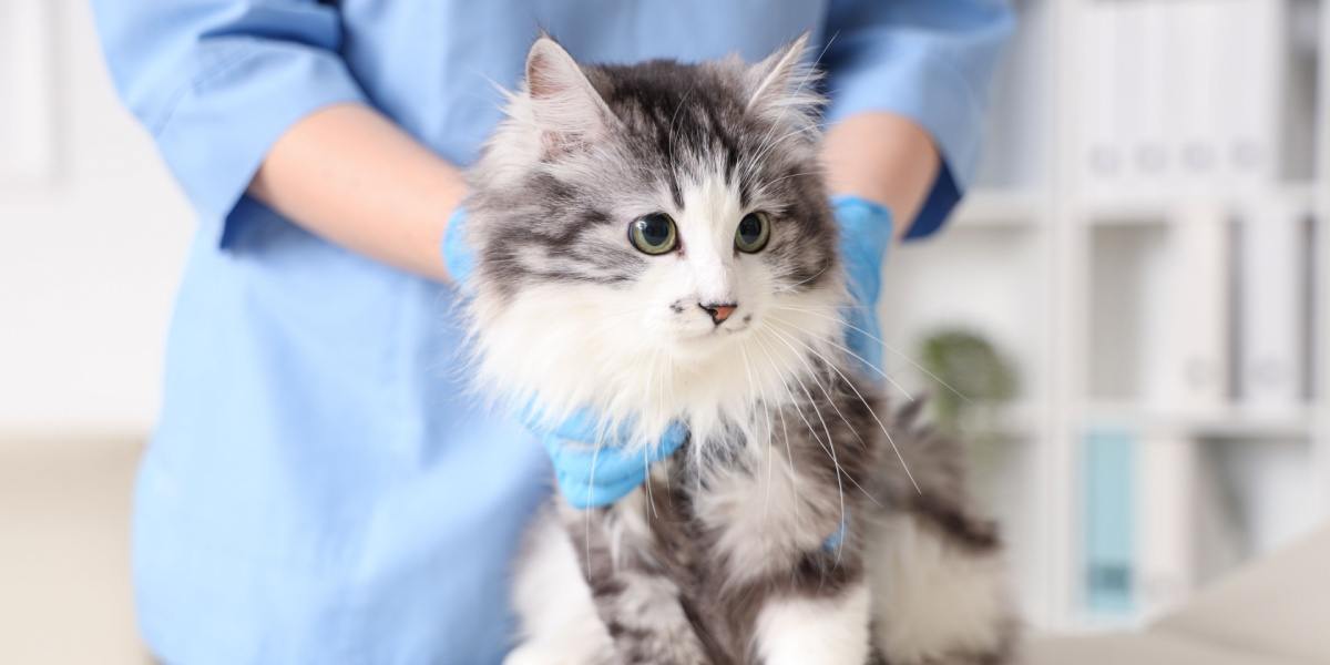10 consejos para cuidar a tu gato después de la esterilización