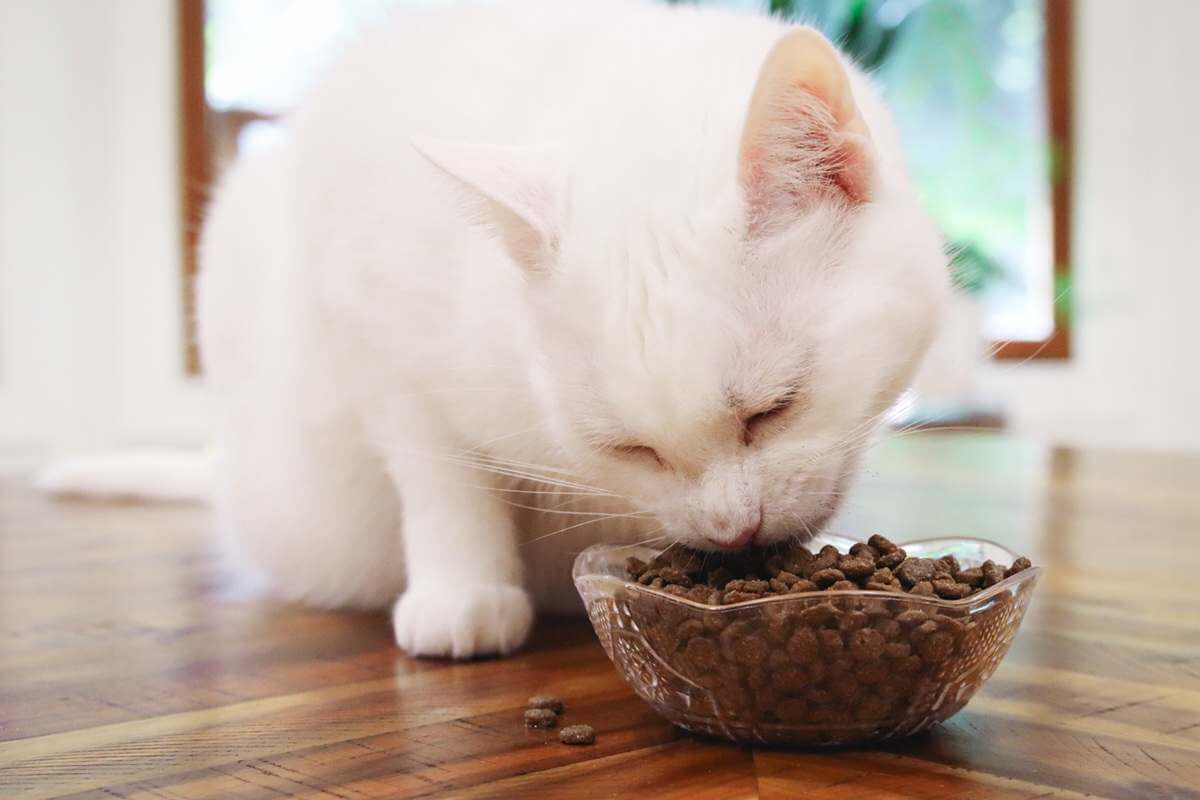 ¿Qué es la comida para gatos con proteína hidrolizada?