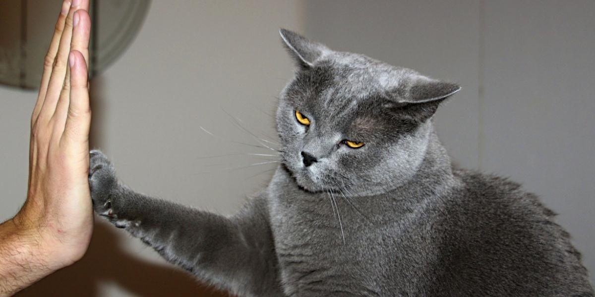 Cómo entrenar a un gato con clicker