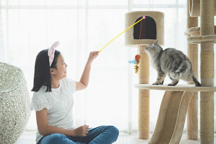 Cómo jugar con un gato según un conductista felino