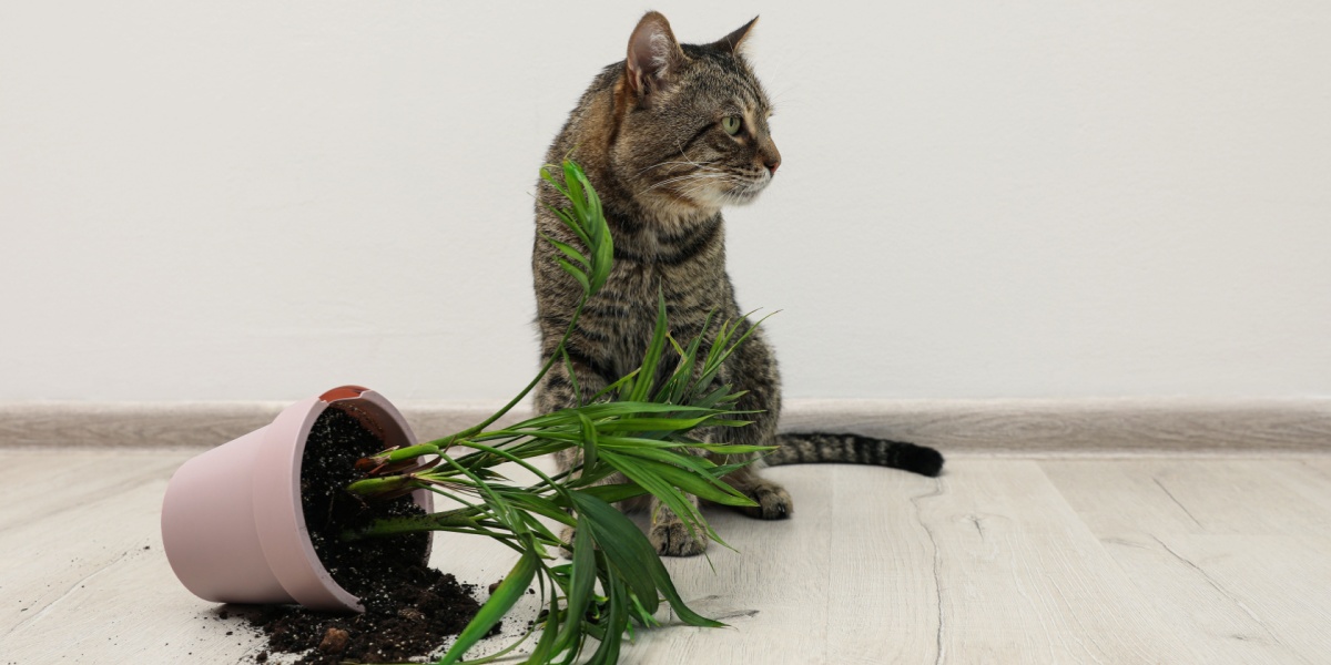 Cómo identificar y detener el comportamiento de búsqueda de atención en los gatos