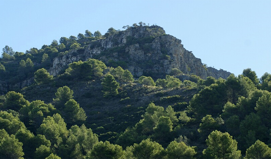 La Junta destaca la importancia de acercar los montes y la selvicultura a la ciudadanía