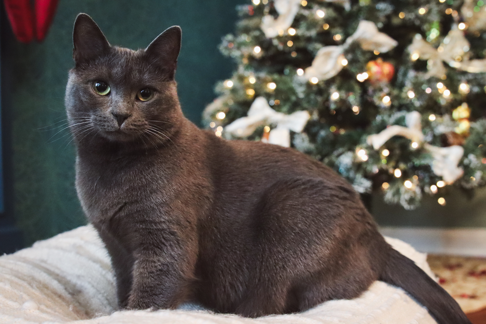15 ofertas de año nuevo para amantes de los gatos