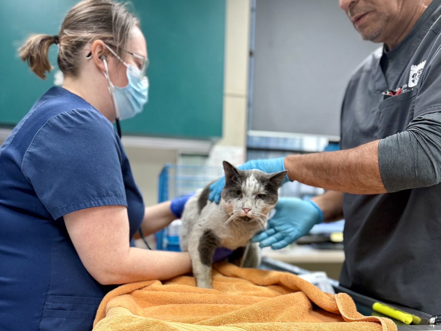 Organizaciones locales de bienestar animal ayudan a los gatos afectados por los incendios de Los Ángeles