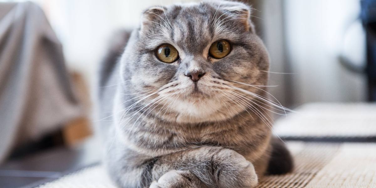 Mutaciones genéticas en gatos: causas, efectos y pruebas