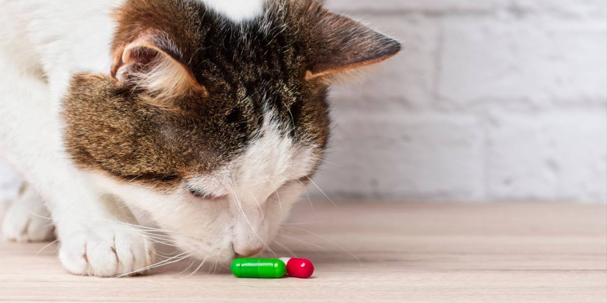 Todo sobre la vitamina E para gatos