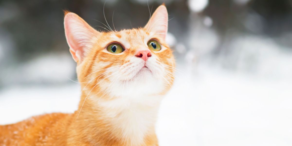 ¿Pueden los gatos realmente sobrevivir al frío?