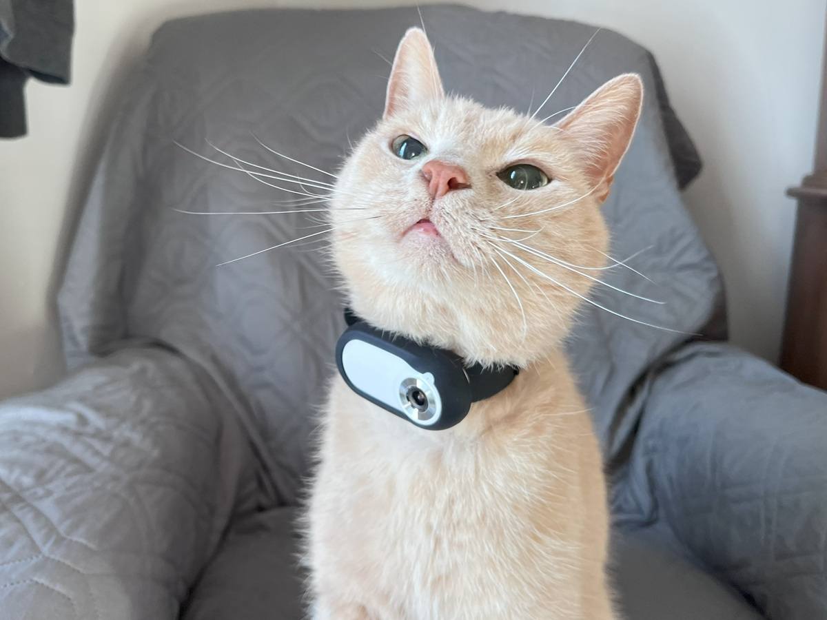 ¿Valen la pena las cámaras con collar para gatos? Probado y revisado