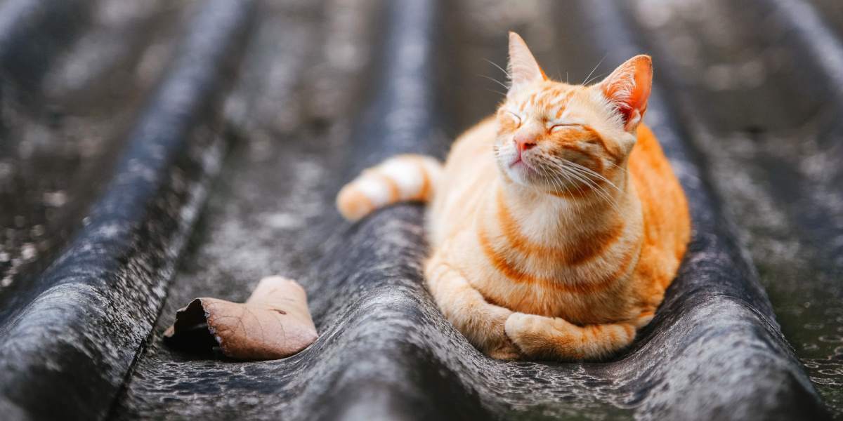 ¿Qué tan frío es demasiado frío para los gatos?