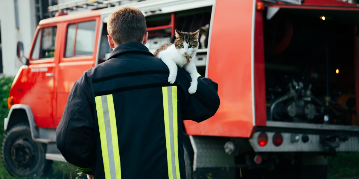 Organizaciones locales de bienestar animal ayudan a los gatos afectados por los incendios de Los Ángeles