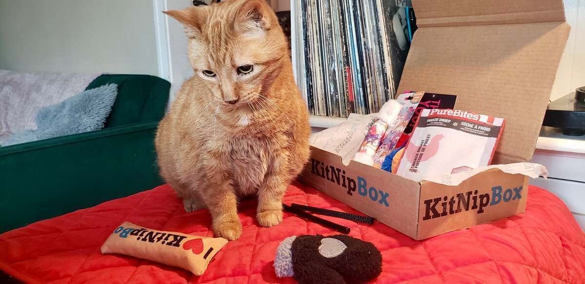 Comienza el año nuevo de tu gato con KitNipBox