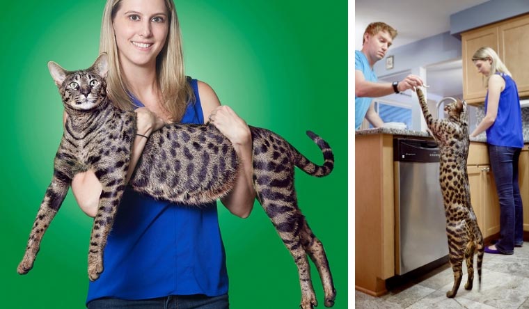 10 récords mundiales Guinness logrados por gatos