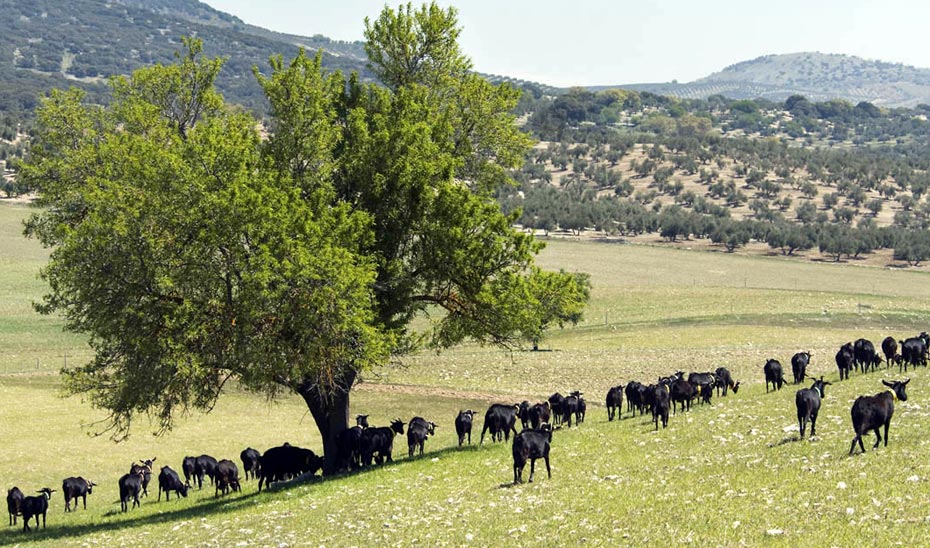 Junta, ganaderos e investigadores trabajan en la I Estrategia Andaluza de la Ganadería Extensiva