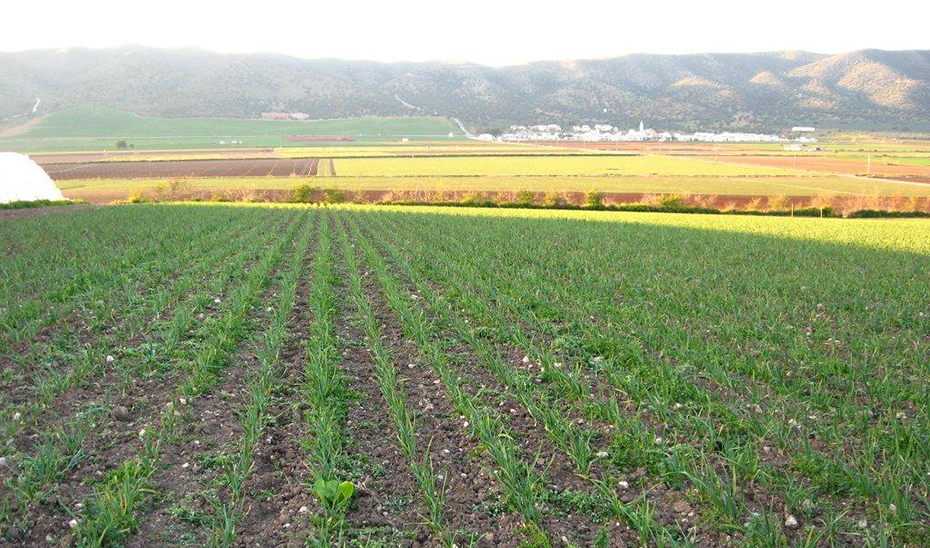Andalucía lidera la agricultura ecológica en España con 1,5 millones de hectáreas y supera los objetivos europeos para 2030
