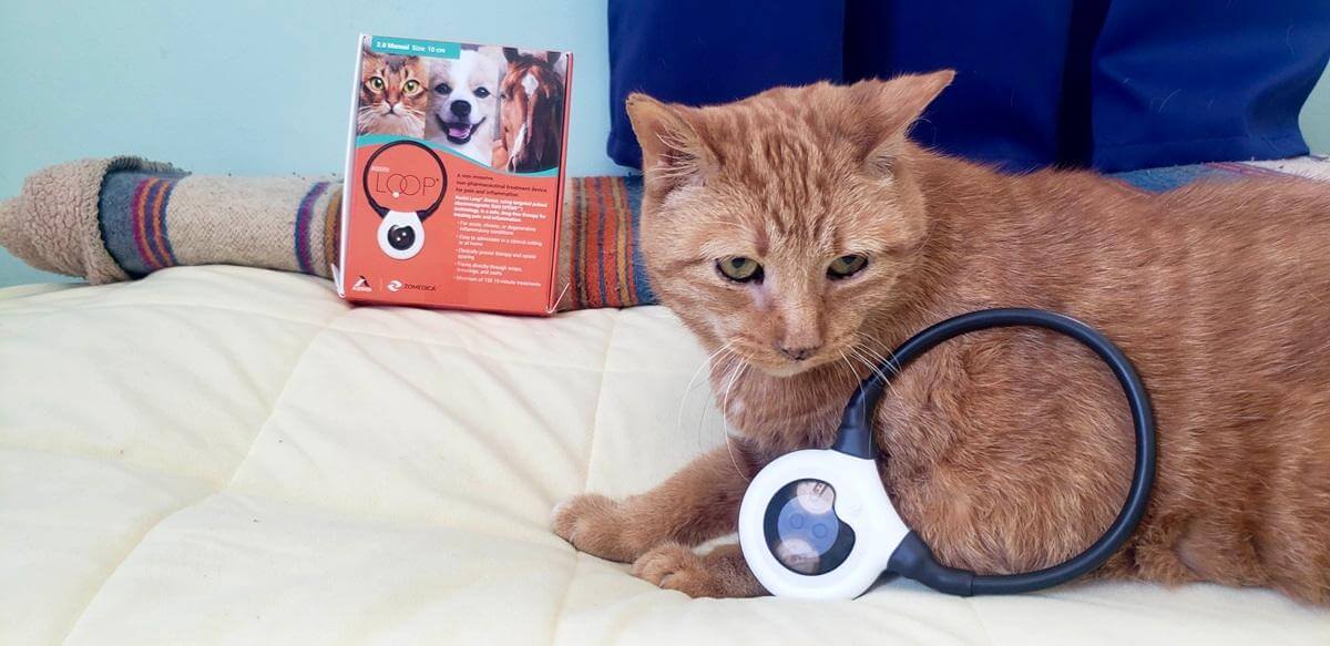 Assi Tpemf Loop Review – Cats.com
