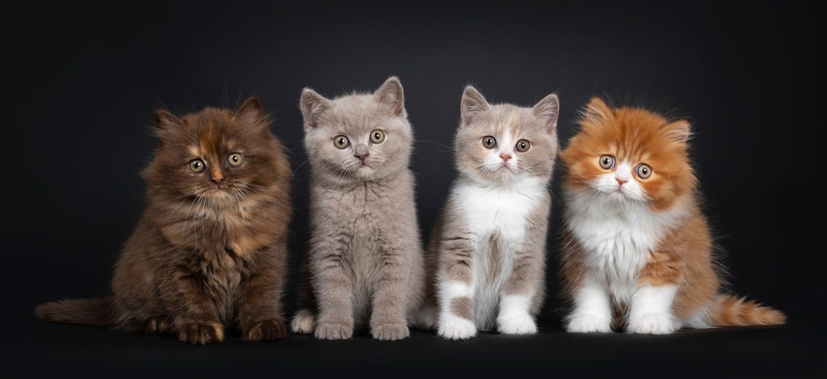 Guía completa de patrones, colores y marcas de chat
