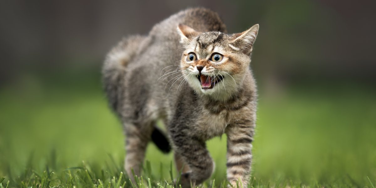 ¿Por qué los gatos silban y lo que necesitas saber?