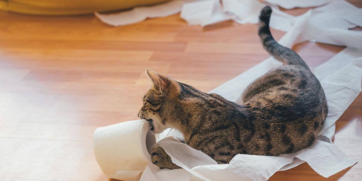 6 cosas que haces para que tu gato se comporte mal
