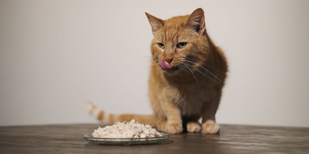 Comprender la comida para gatos para dietas especializadas
