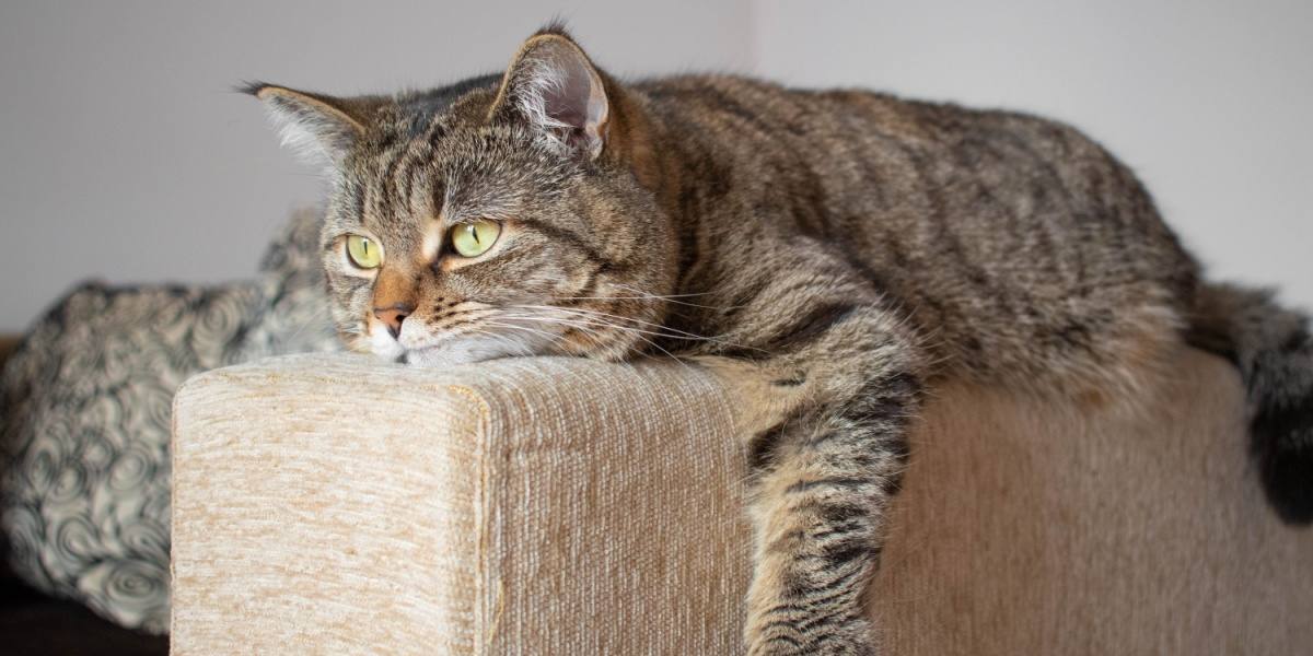 Enfermedad de disco intervertebral (disco deslizado) en gatos