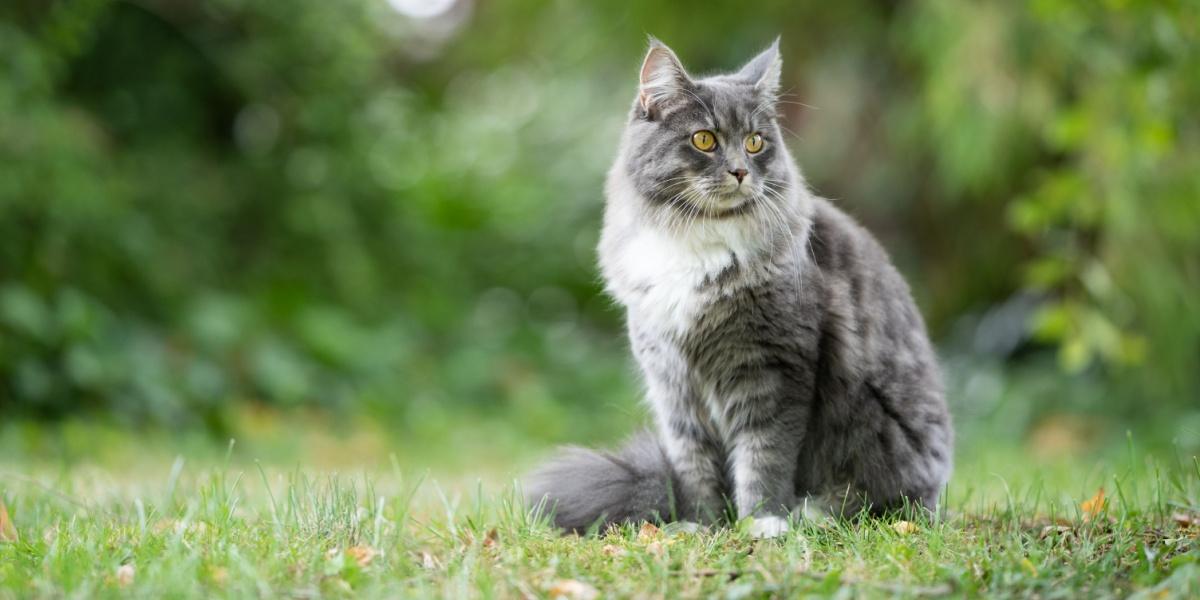 Clis hepático en gatos: síntomas, causas y tratamientos