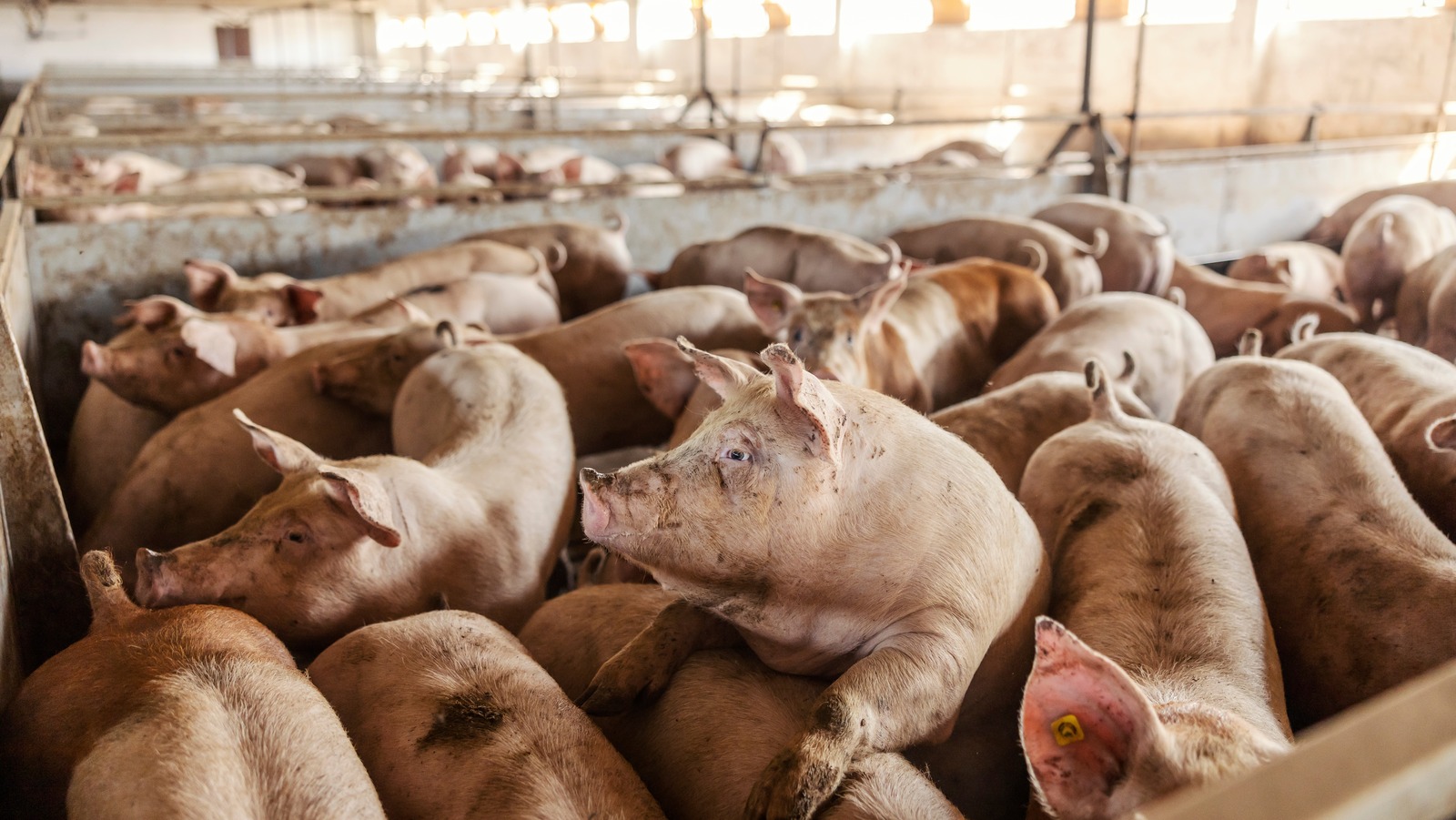 Miles de millones de personas en todo el mundo no comen carne de cerdo. Es por eso