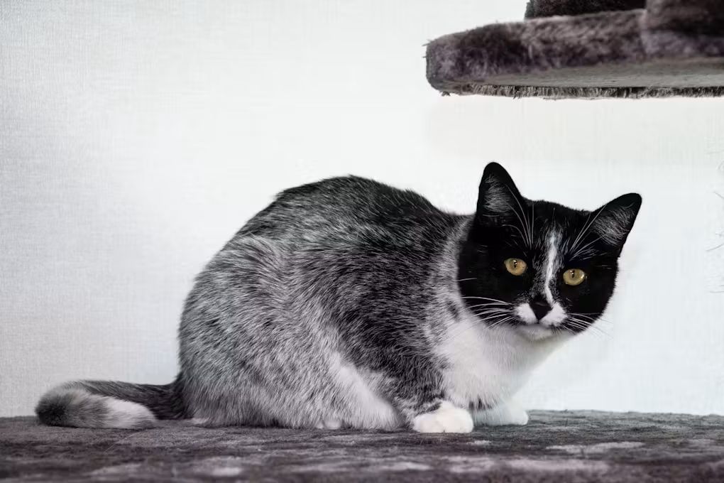 Conozca el color del gato “Regaliz salado”