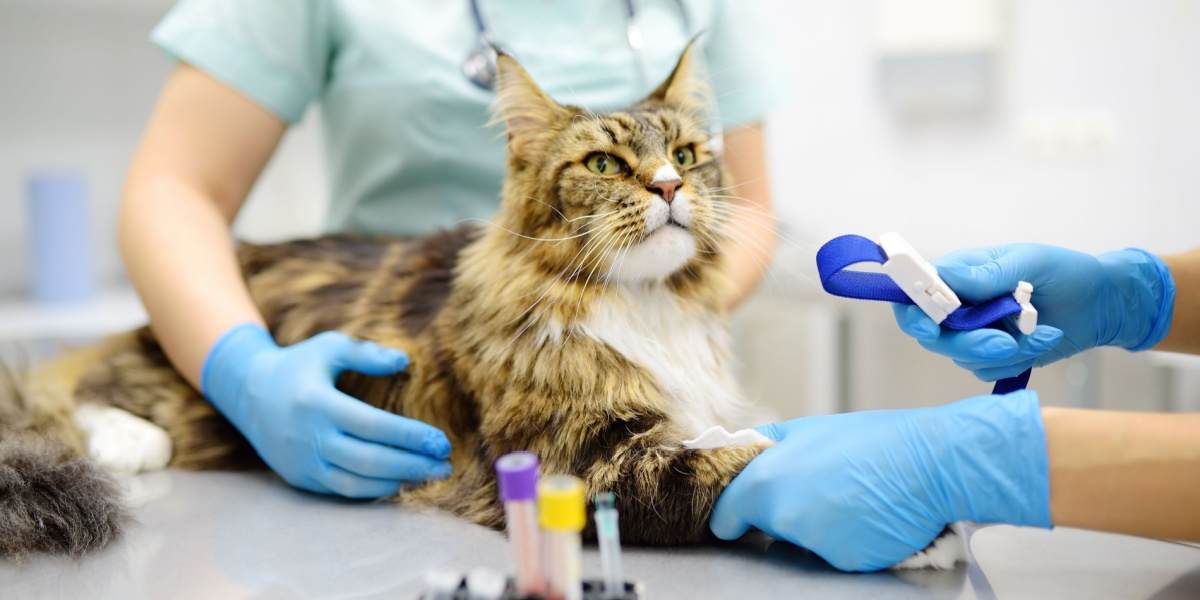 Suplementos de hierro para gatos: uso, dosis y efectos secundarios