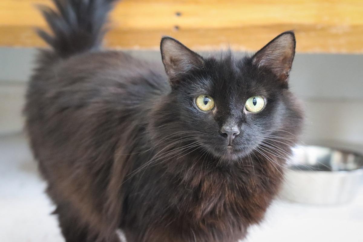 Síndrome de Pandora en gatos: causas, síntomas y tratamiento
