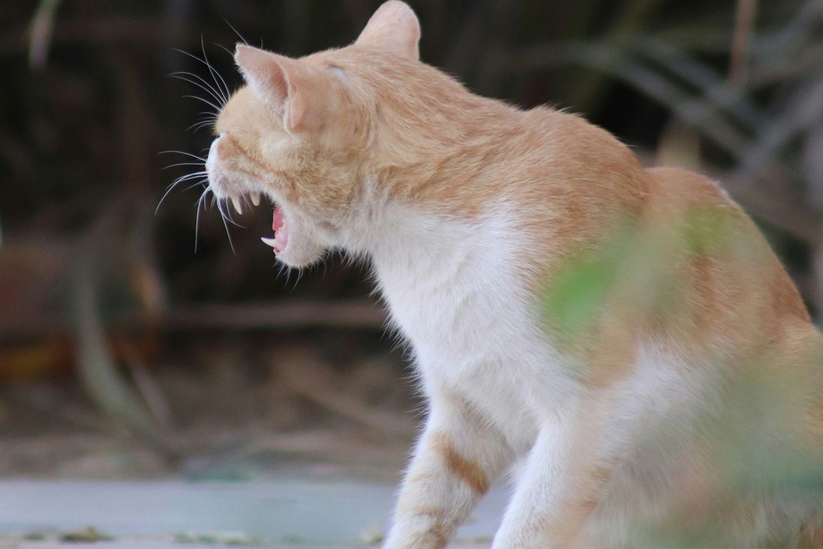 10 formas de reducir los conflictos entre los gatos