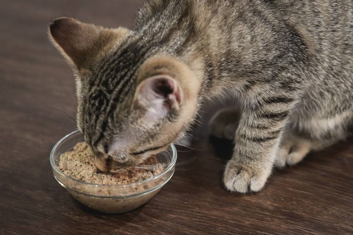¿Las verduras en la comida comercial de gatos son buenas o malas?
