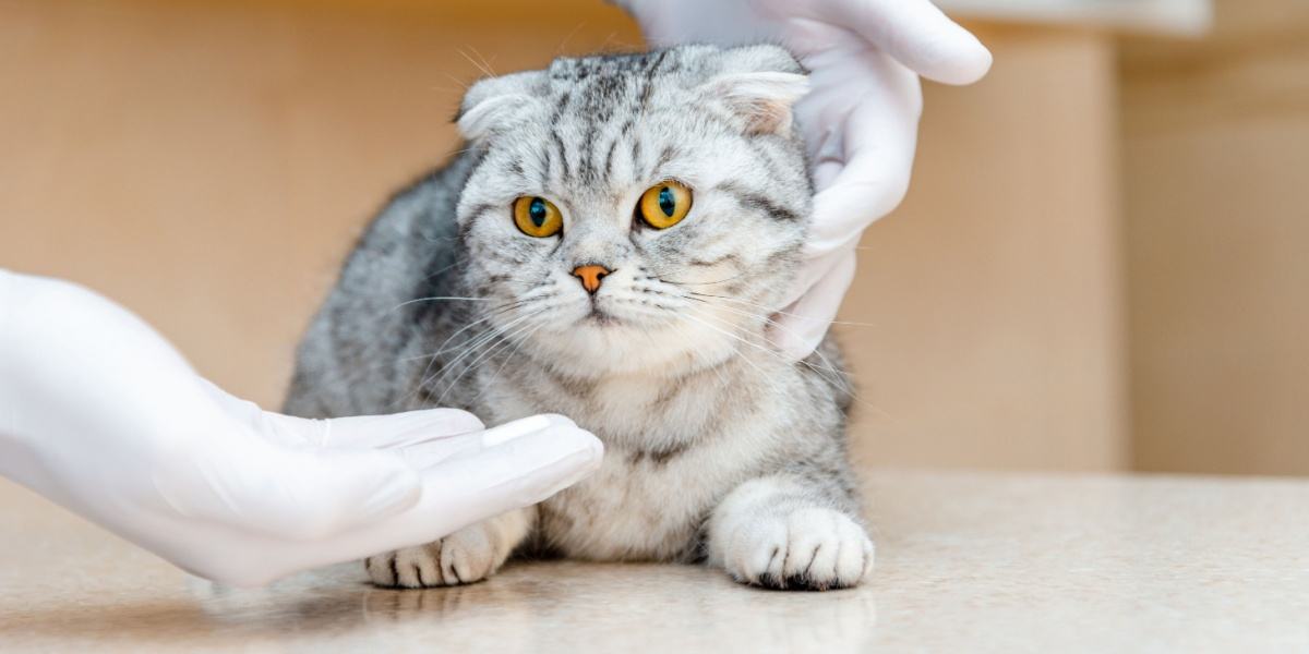 Costo de quimioterapia de gatos, efectos secundarios y recuperación