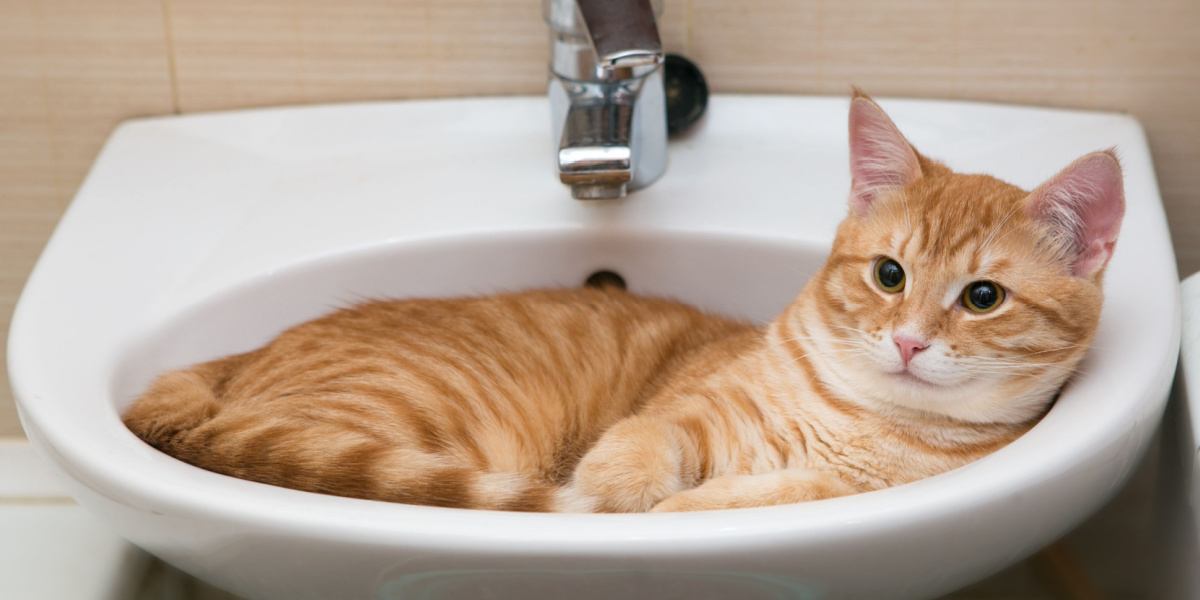 ¿Por qué mi gato me mantiene cuando voy al baño?