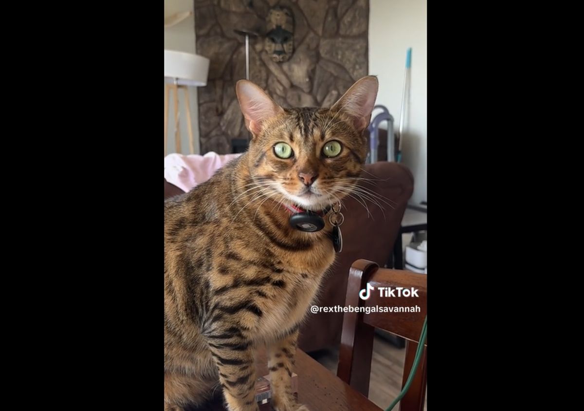 5 Cats geniales de Savannah que son Tiktok Stars