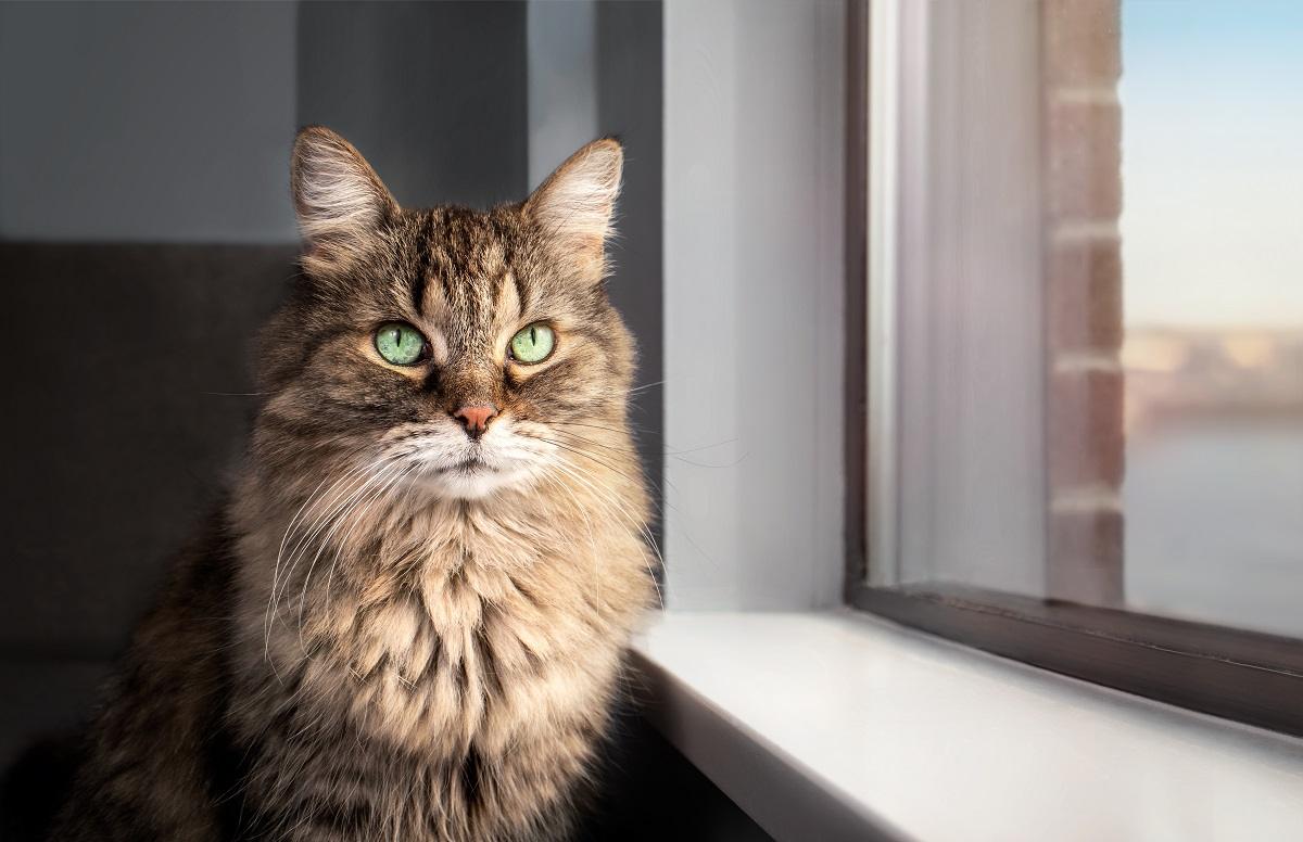 Acidosis metabólica en gatos: causas, síntomas y tratamiento