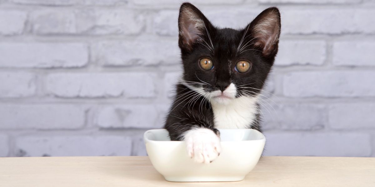 ¿Por qué los gatos cubren su comida?